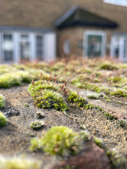 Close-up view of a weathered roof surface with patches of green moss and small plant growth emerging through cracks in the dark, textured roofing material, which appears to be asphalt or bitumen. The moss varies in size and density, with some areas densely covered while others have sparse patches. In the background, a residential brick house with white-framed windows and a sloped roof is visible, slightly out of focus. The environment suggests an outdoor setting in a suburban area, where moss has accumulated over time on the roof surface. This scene may relate to the importance of roof clearance and inspection in property maintenance, and occasionally handled through private waste removal services like Rubbish Removal Hounslow for roof debris or moss removal. Natural daylight highlights the textures of the moss and roof surface, providing a clear view of the organic growth and weathered roof condition, emphasizing the need for inspection or cleaning in property upkeep or alternative waste management solutions.